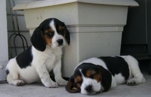 Cute Beagle Puppies For Sale